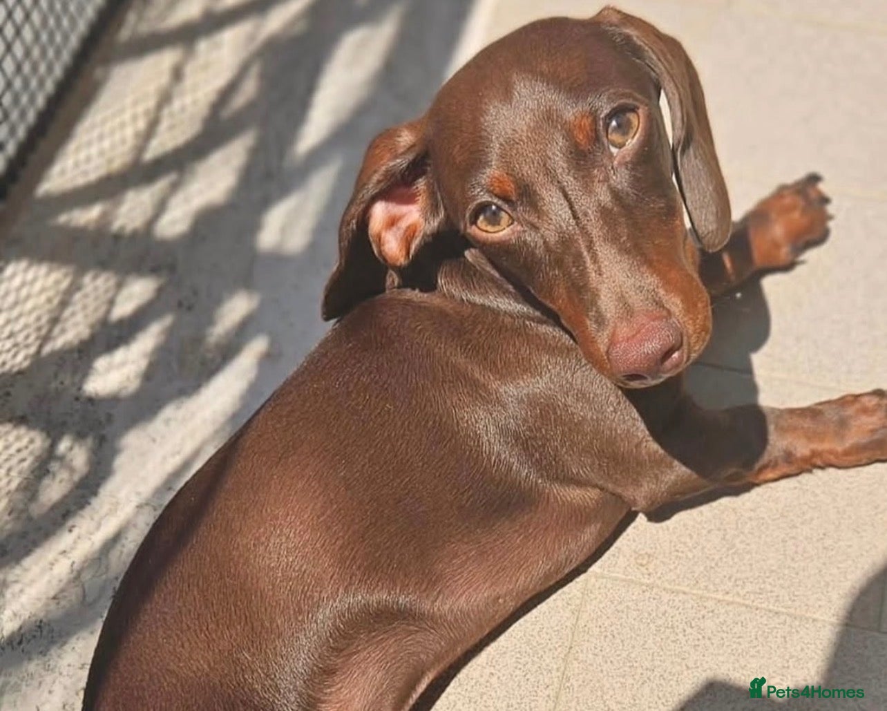 Dachshund dogs 4 beautiful miniature Dachshund  - Advert 2