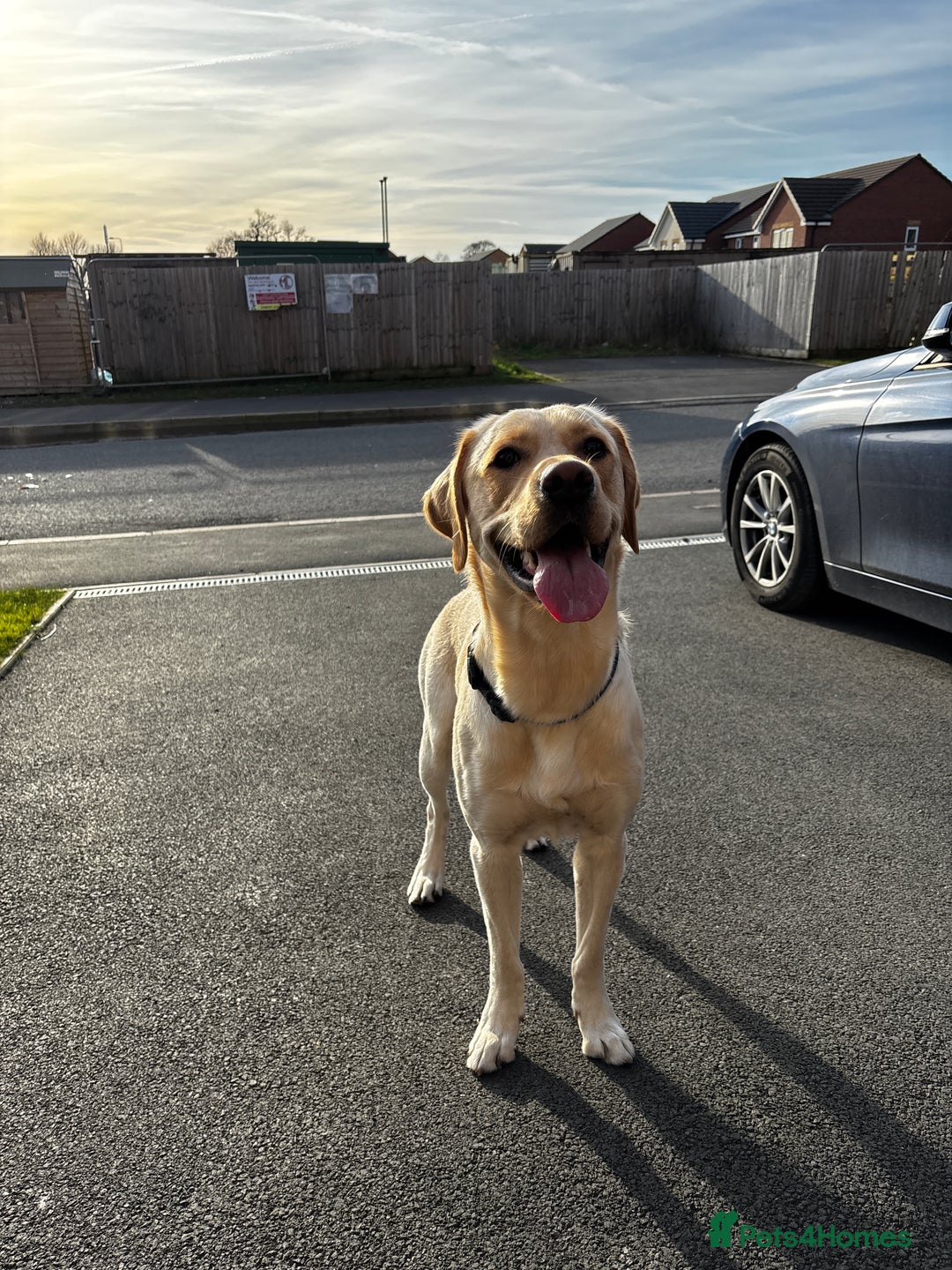 Labrador Retriever dogs for stud: Labrador Dog for stud - Advert 4