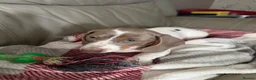 Dachshund dogs for sale: Dachshund piebald Puppy READY NOW  - Advert 6