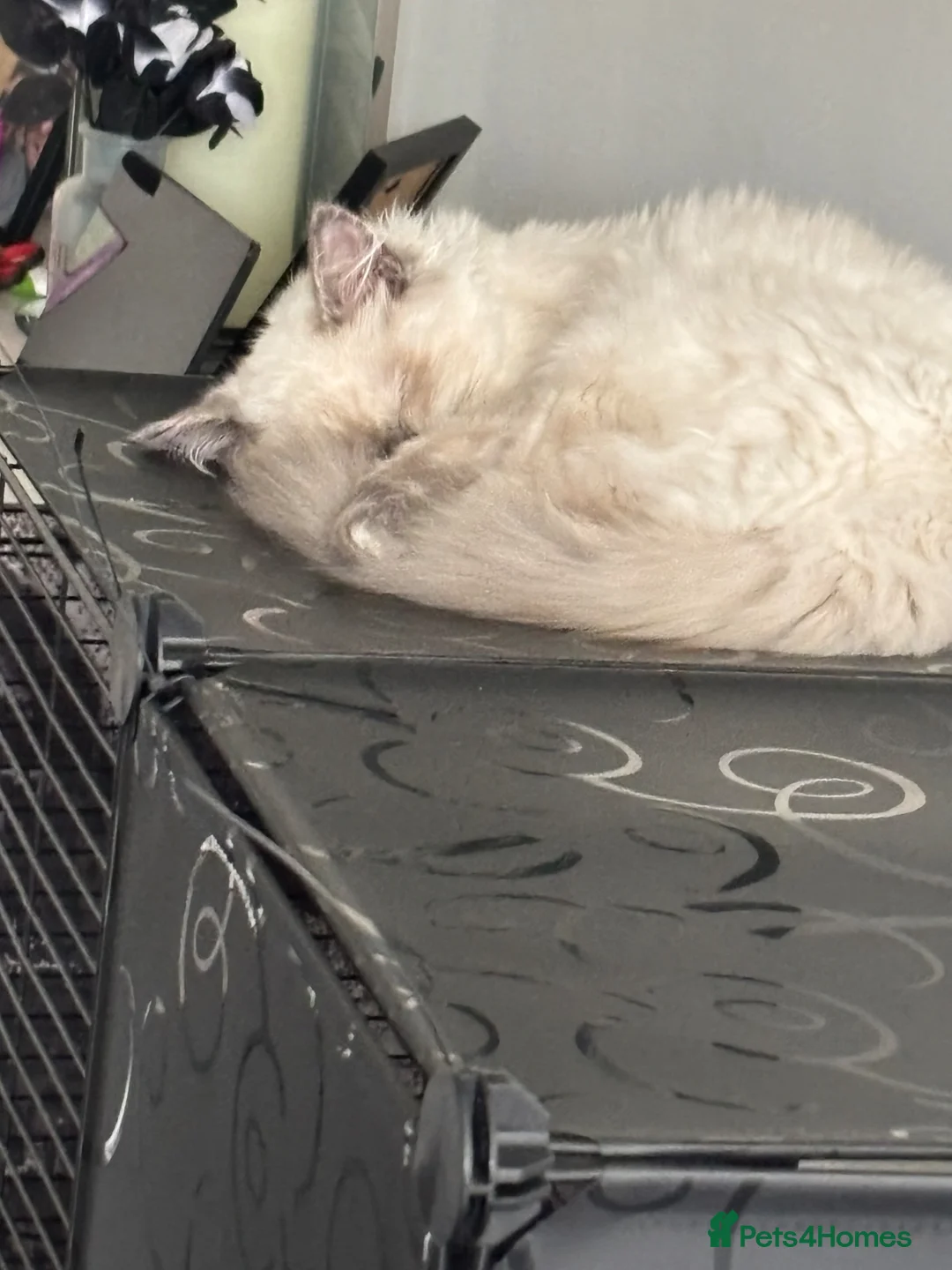 Ragdoll cats for sale: Ragdoll kitten  in Kidderminster - Advert 5