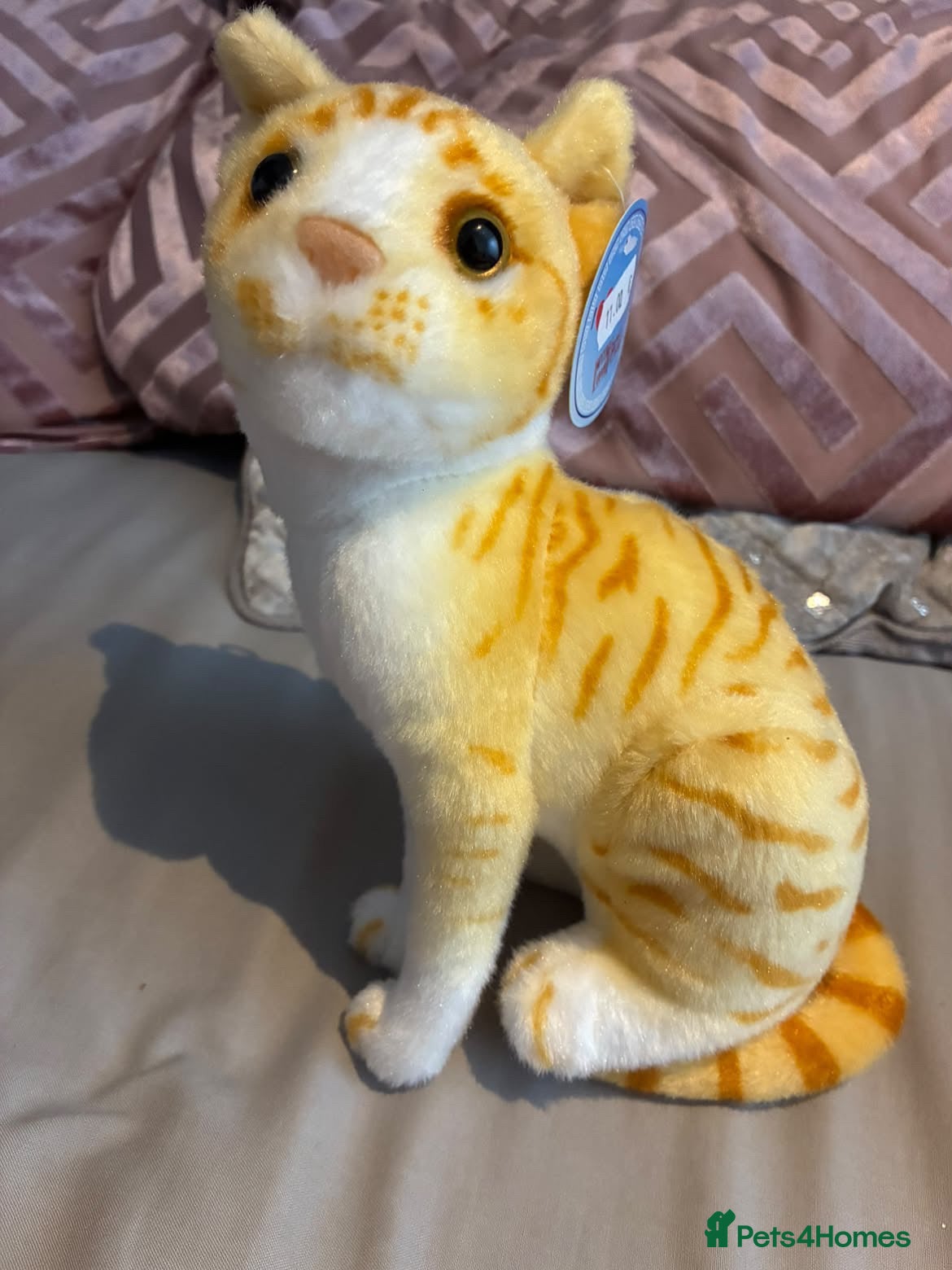 Mixed Breed cats Baby Cat - Advert 1