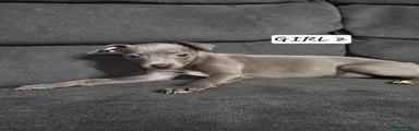 Italian Greyhound 3
