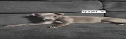 Italian Greyhound dogs for sale: Italian Greyhound Puppies in Launceston - Advert 3