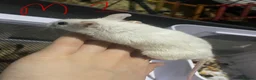 Mouse rodents for sale: Multimammates  - Advert 20