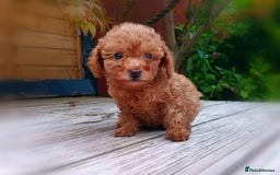 Toy Poodle dogs for sale: Toy Poodles from k.c.registered DNA tested parents - Image 18