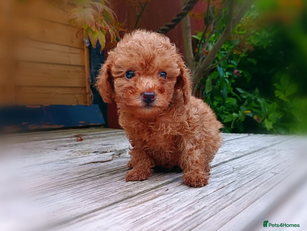 Toy Poodle dogs for sale: Toy Poodles from k.c.registered DNA tested parents - Image 18