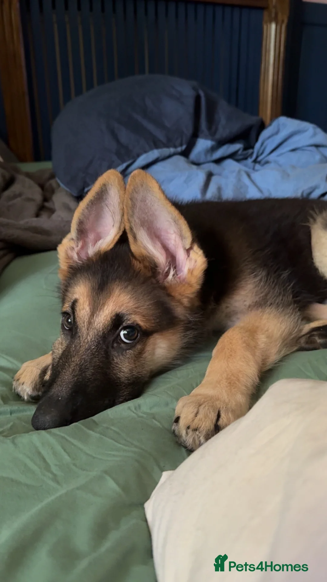 German Shepherd dogs for sale: german shepherd pup  - Advert 2
