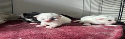 Mixed Breed cats for sale: 3 gorgeous Kittens for sale  - Advert 9