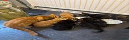 Mixed Breed cats for sale: Five beautiful kittens  in Witney - Advert 11