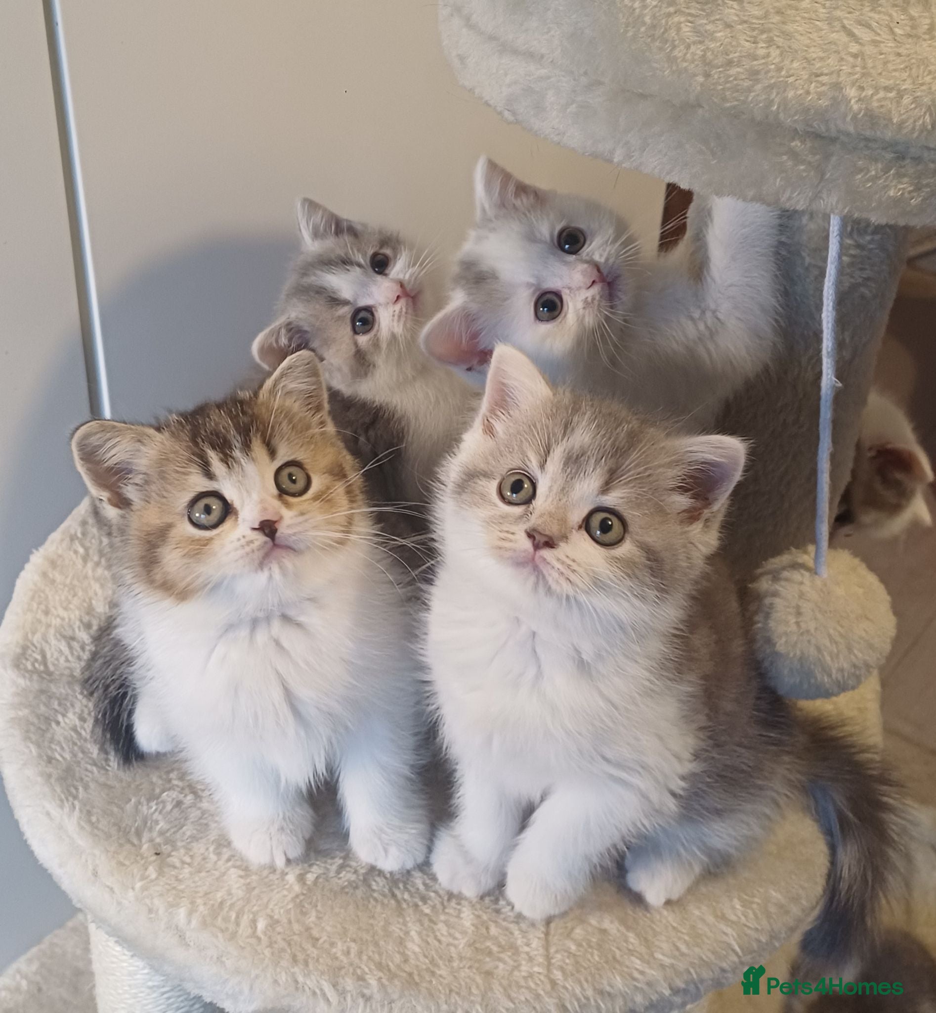 British Shorthair cats Gorgeous Brittish Shorthair 🐱 - Advert 1