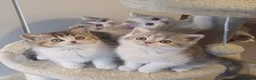 British Shorthair cats for sale: Ready to leave! 🐱 - Advert 10