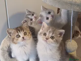British Shorthair cats for sale: Gorgeous Brittish Shorthair 🐱 - Advert 1