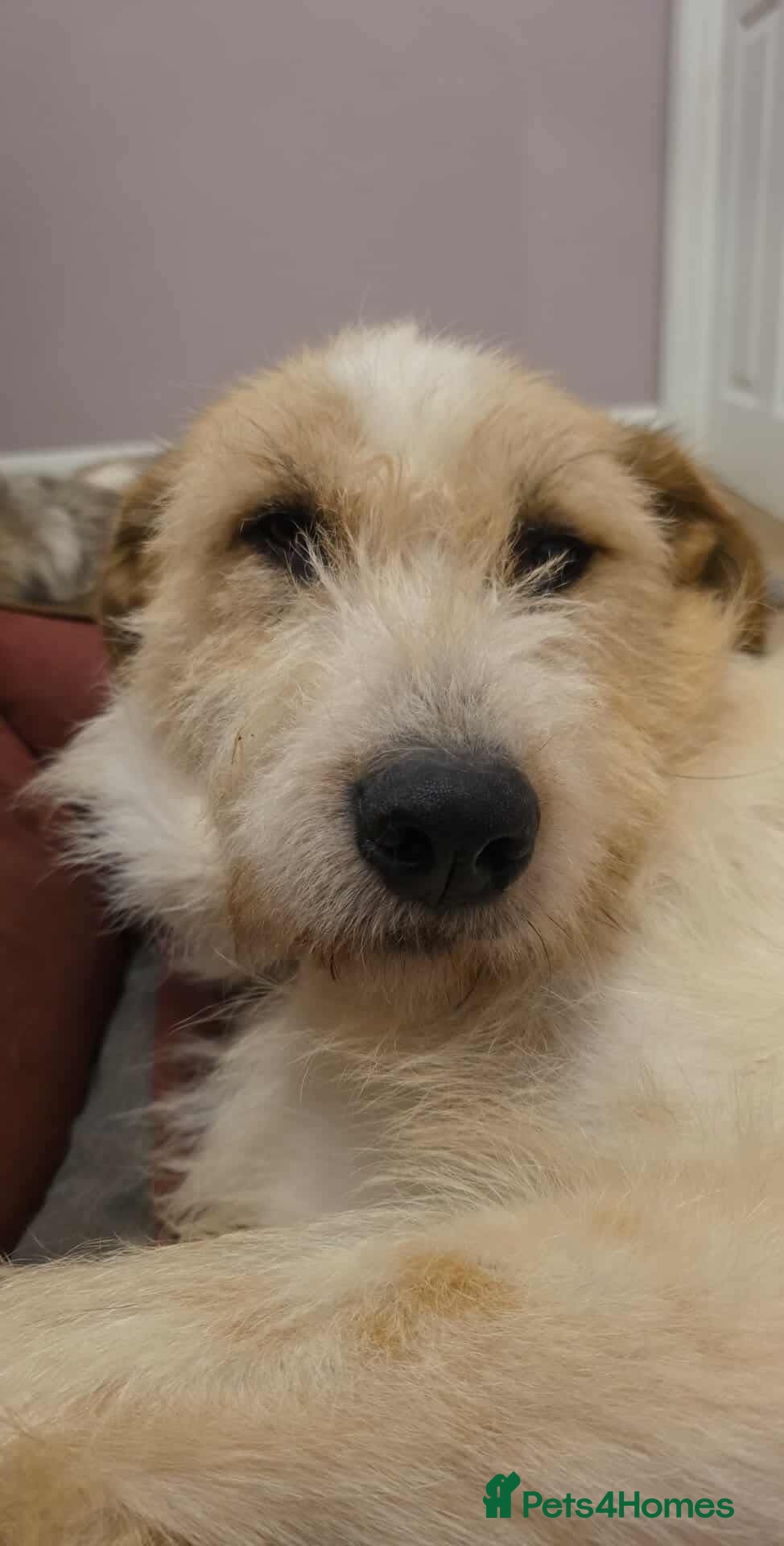 Mixed Breed dogs Hershey ( and brother Harley )  - Advert 16