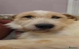 Mixed Breed dogs for adoption: Hershey ( and brother Harley )  - Advert 1