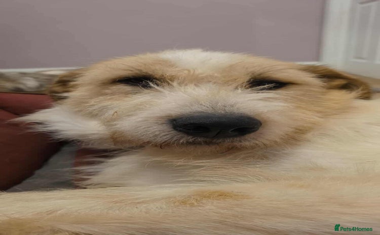 Mixed Breed dogs Hershey ( and brother Harley )  - Advert 1