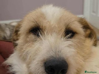 Mixed Breed dogs Hershey ( and brother Harley ) - Advert 3