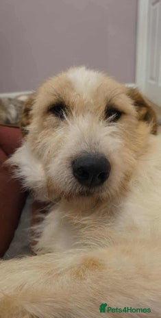 Mixed Breed dogs Hershey ( and brother Harley ) - Advert 1