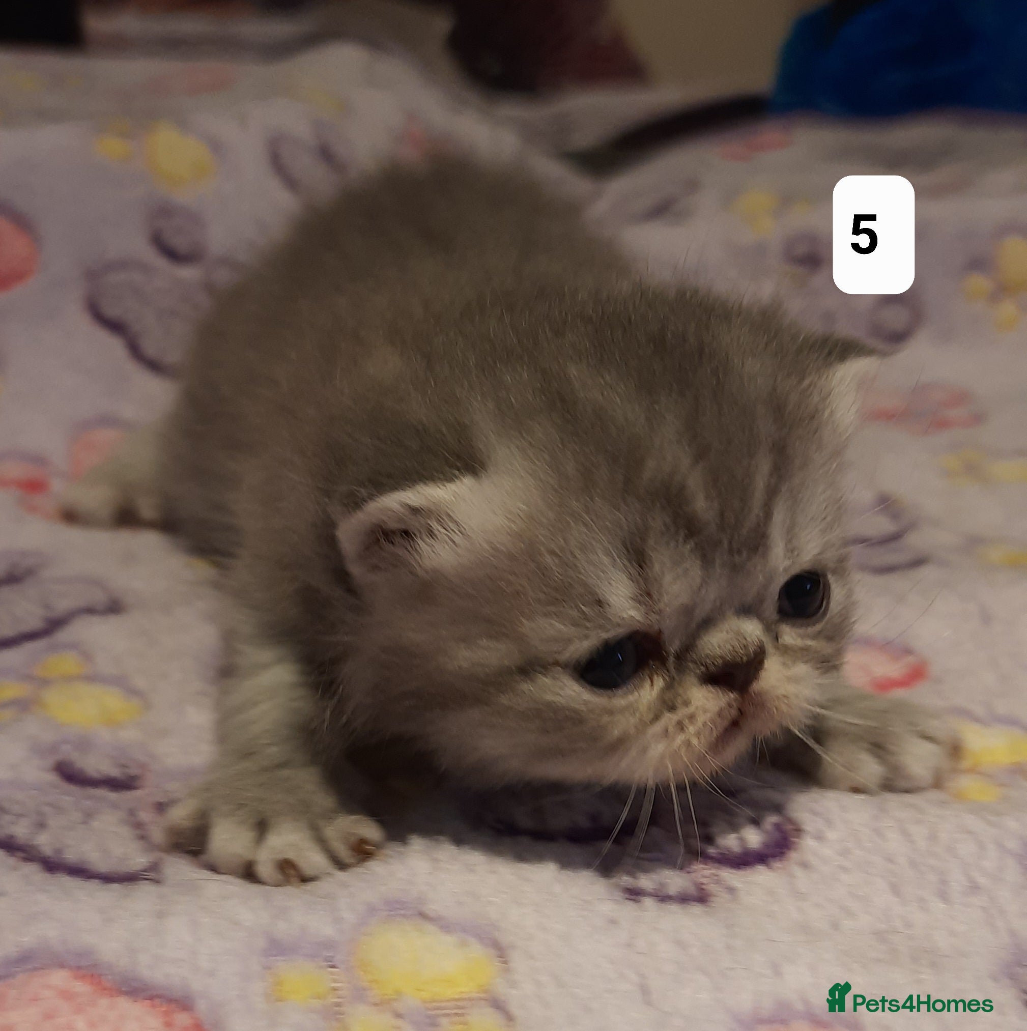 Persian cats GCCF Registered 3 Persian and 2 Exotic kittens - Advert 5