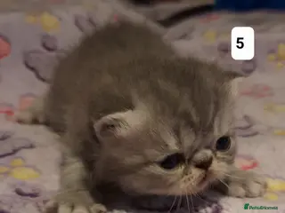 Persian cats GCCF Registered 3 Persian and 2 Exotic kittens - Advert 5