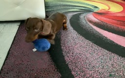 Miniature Dachshund dogs for sale: 6 month old chocolate and tan miniature dachshund - Image 3