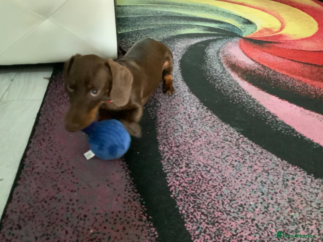 Miniature Dachshund dogs for sale: 6 month old chocolate and tan miniature dachshund - Image 3