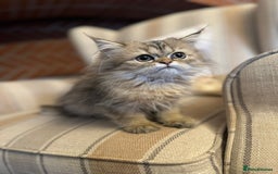 Persian cats for sale: Persian kittens - Image 1