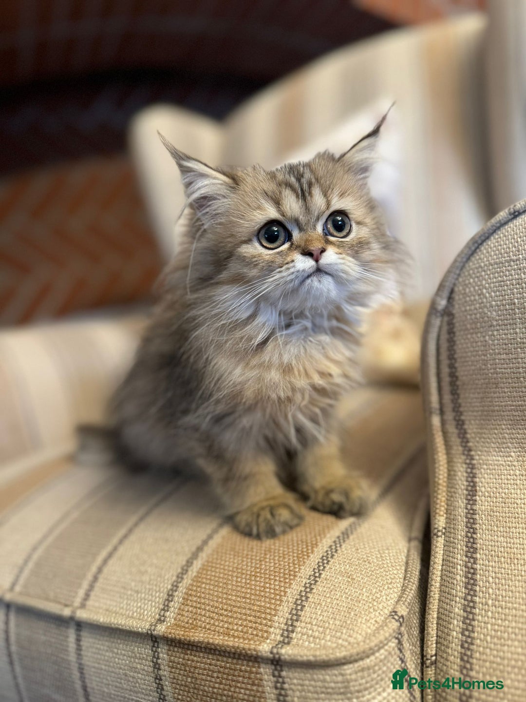Persian cats for sale: Persian kittens - Image 1