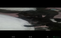 Mixed Breed cats for sale: Friendly bunch of beautiful kittens  - Image 6