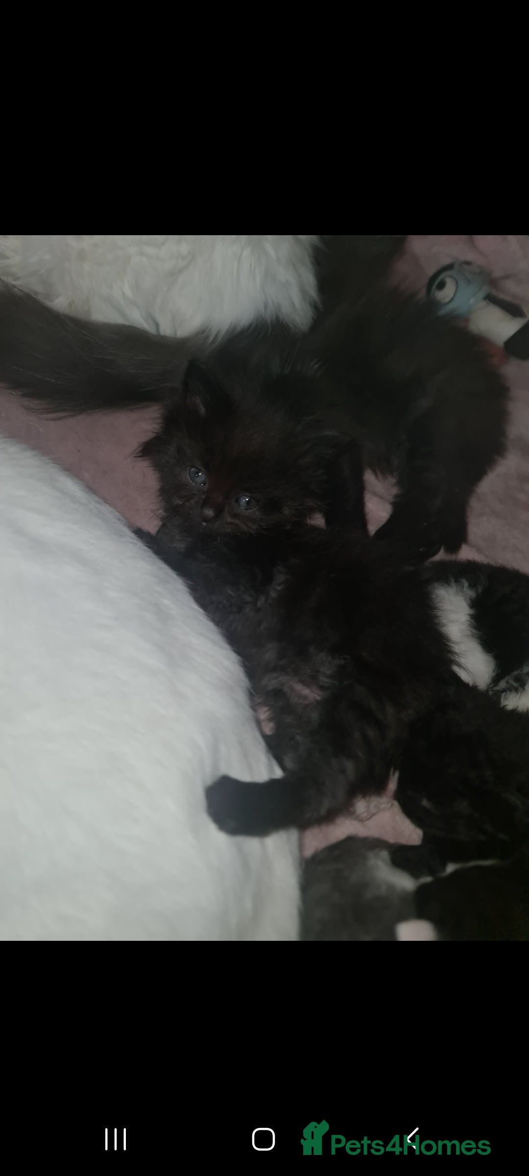 Mixed Breed cats for sale: Friendly bunch of beautiful kittens  - Image 6