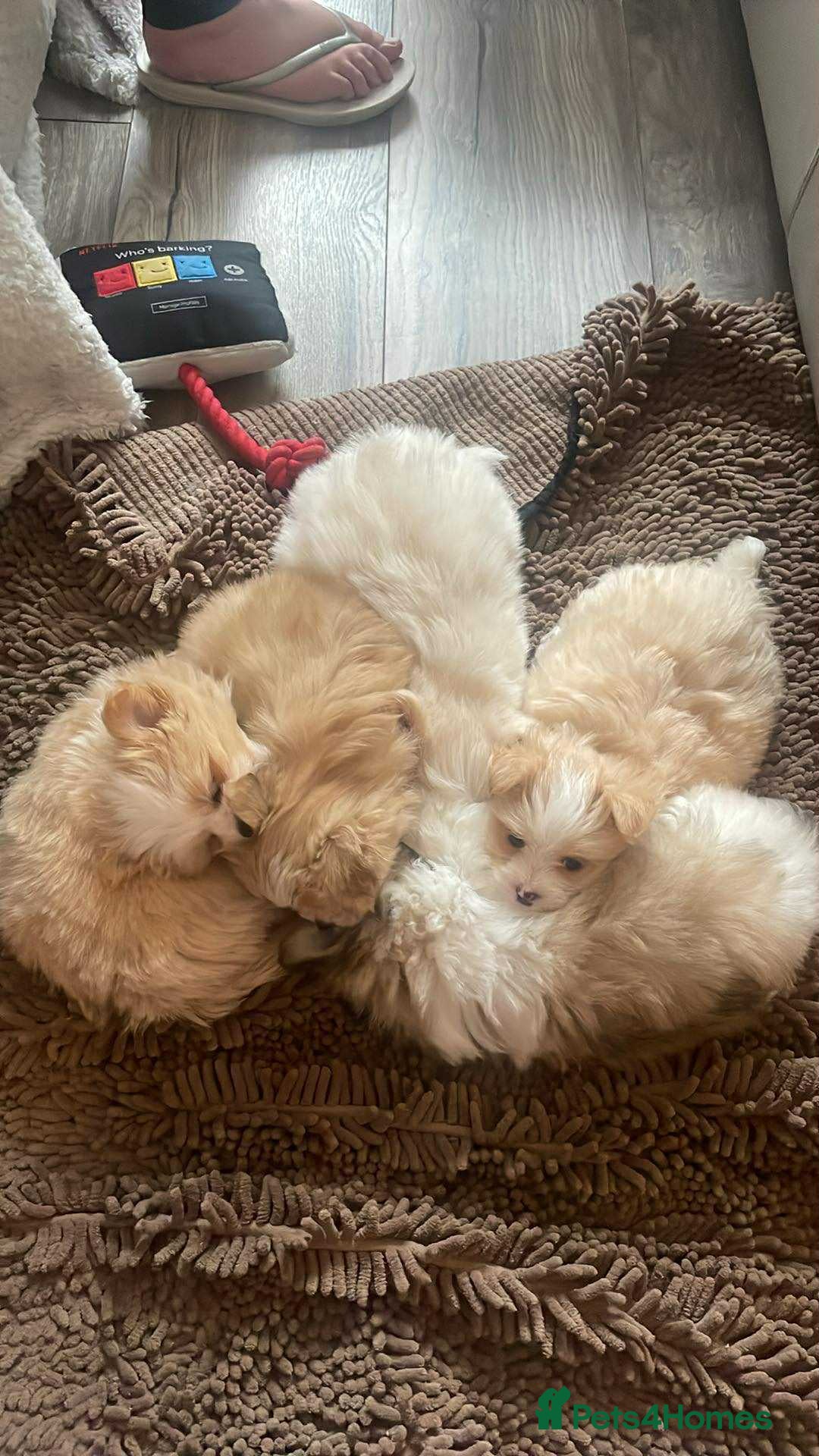 Mixed Breed dogs for sale: Malti-Pom Puppies - £1200 - Advert 31