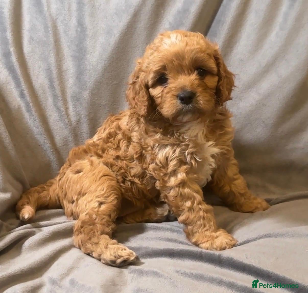 Cavapoo dogs for sale: Cavapoos Extensive DNA & Heart tested in Stockton-on-Tees - Advert 7