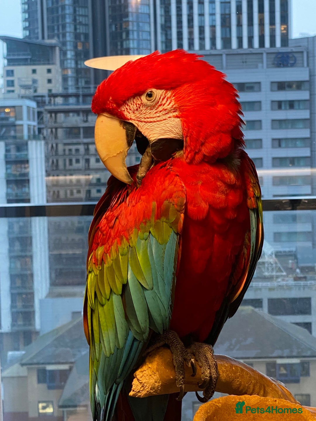 Macaws birds for sale: Greenwing Macaw - Gentle Giant, Very Talkative! - Image 3