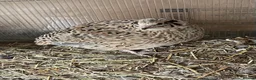 Mixed Breed birds for sale: Quails in Didcot - Advert 3