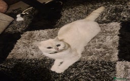 British Shorthair cats for sale: TICA REG silver tipped bsh - Image 2