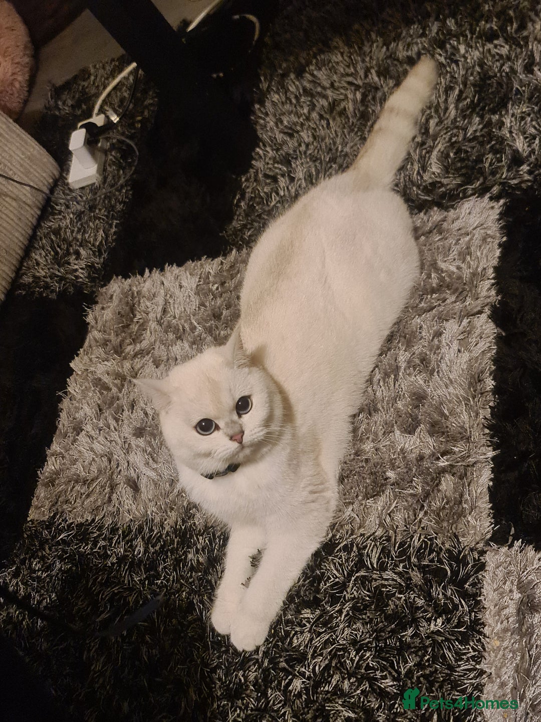 British Shorthair cats for sale: TICA REG silver tipped bsh - Image 2