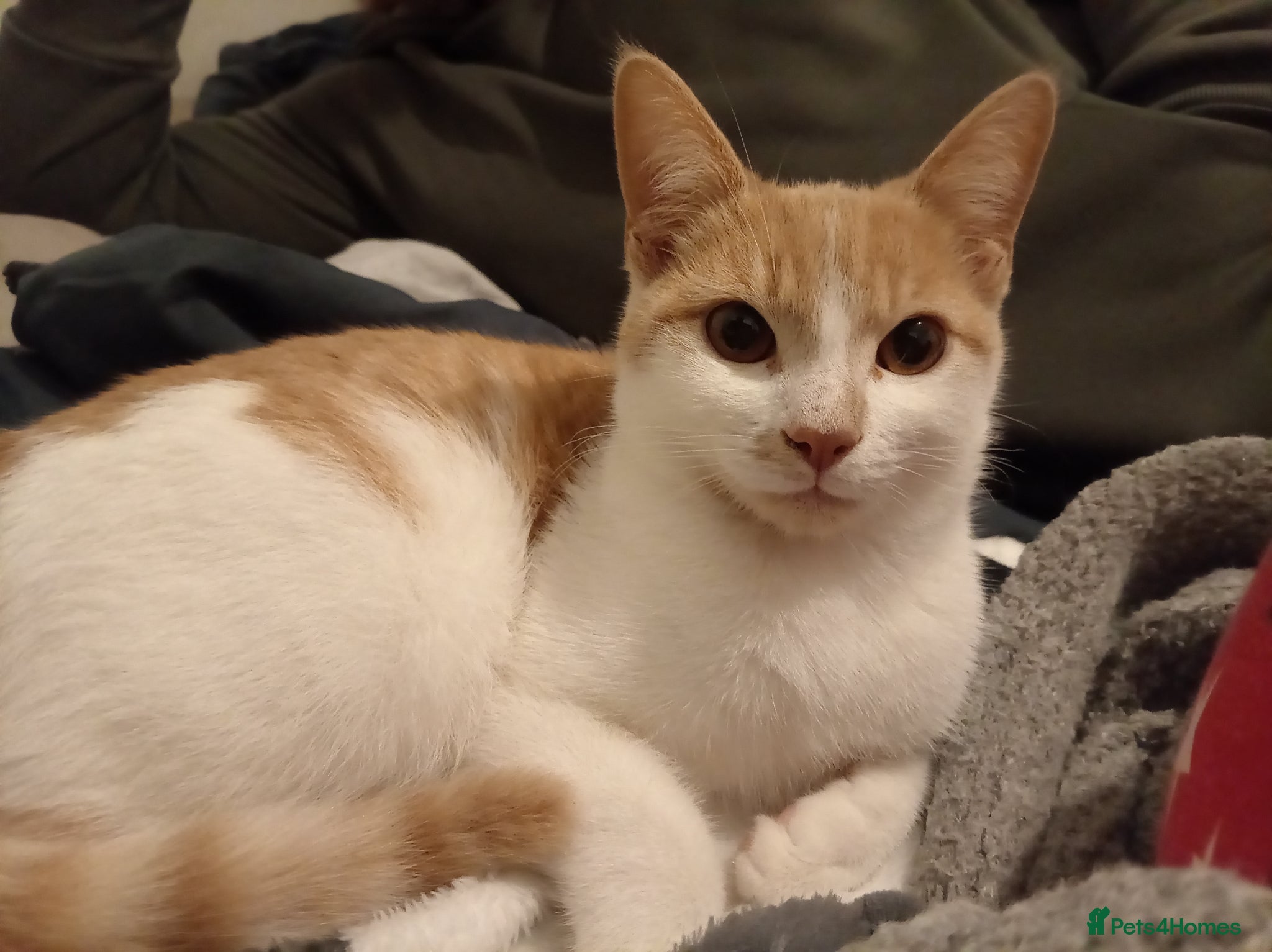 Mixed Breed cats Male cat - Advert 1