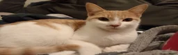 Mixed Breed cats for sale: Male cat - Advert 1