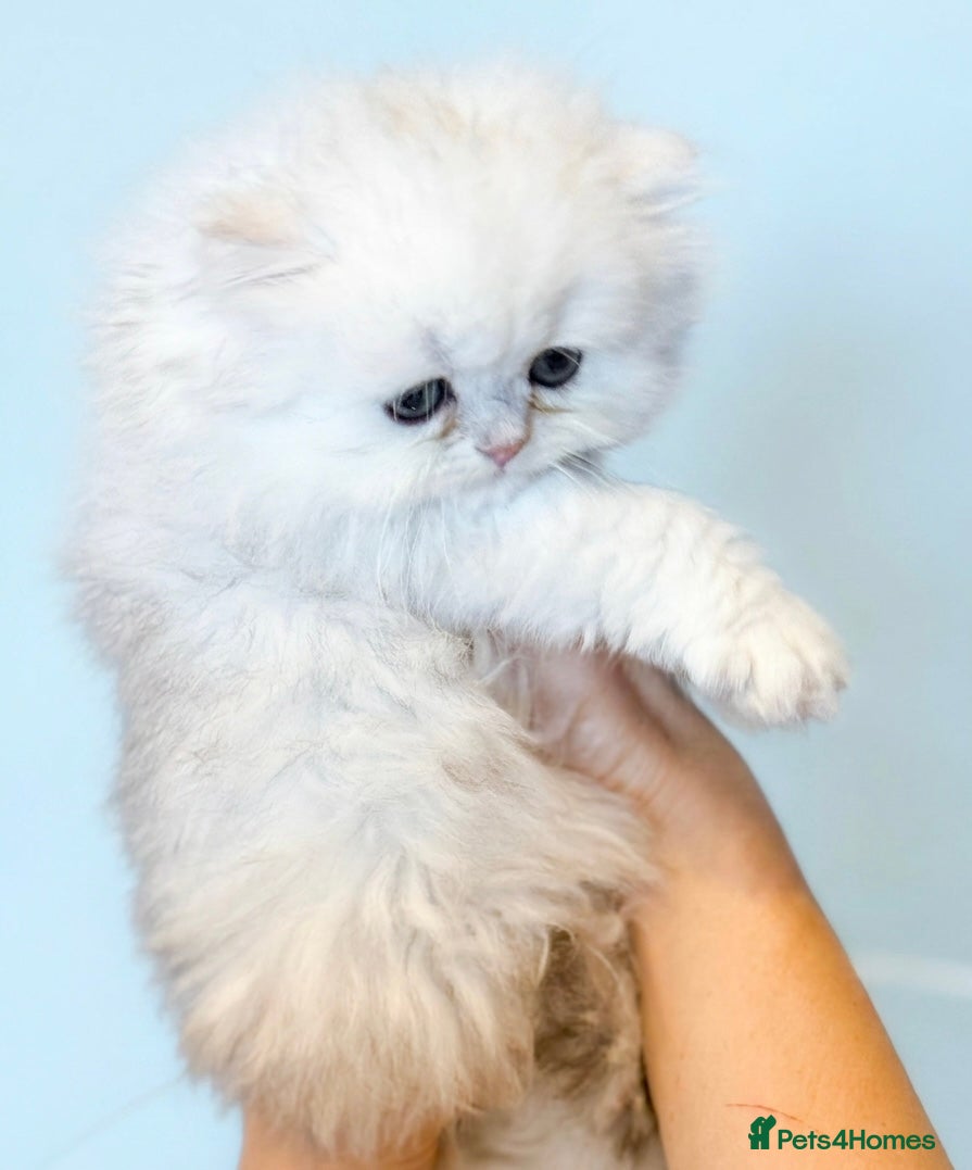 Persian cats GCCF registered silver persian( chinchilla) - Advert 2