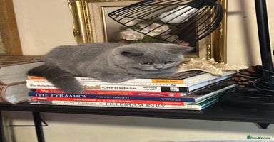 British Shorthair cats British Shorthair GCCF Registered Kittens  - Advert 1