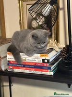 British Shorthair cats British Shorthair GCCF Registered Kittens - Advert 10