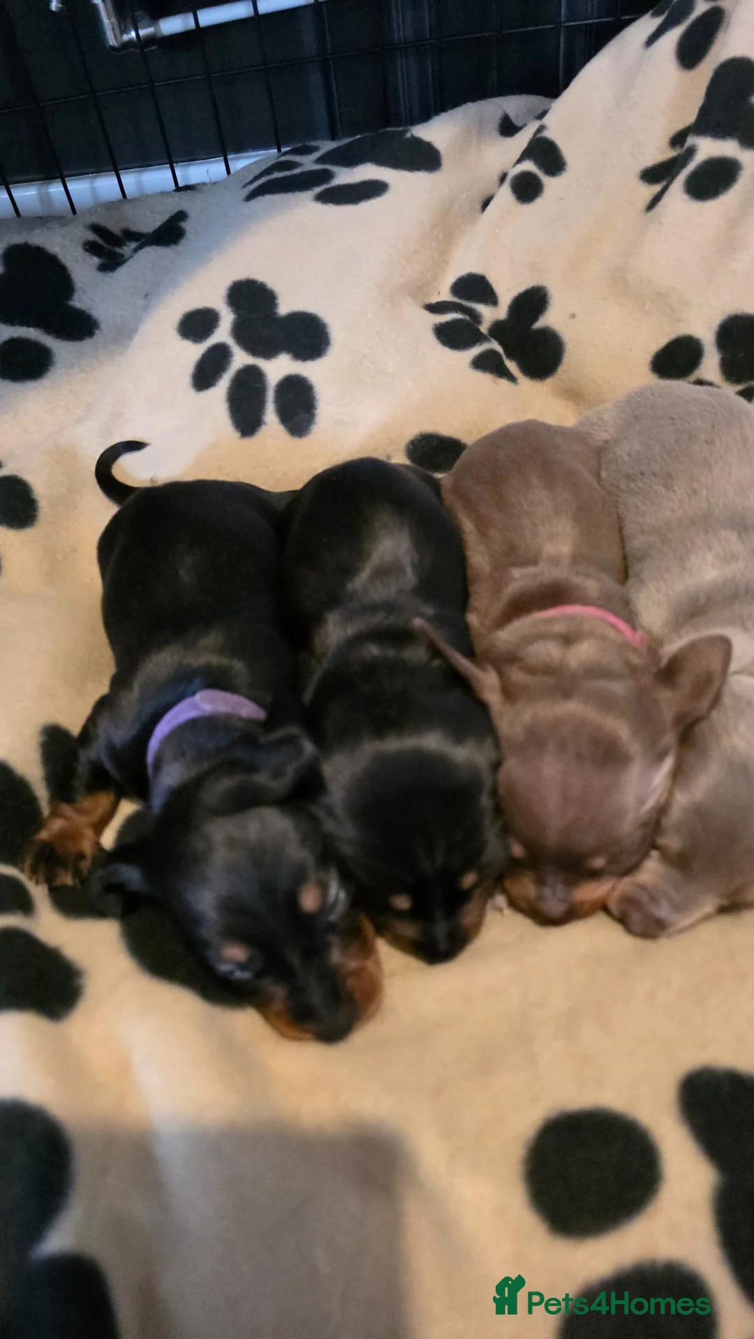 Miniature Dachshund dogs for sale: 3x Minature Girl Dachshunds in Worcester - Advert 1