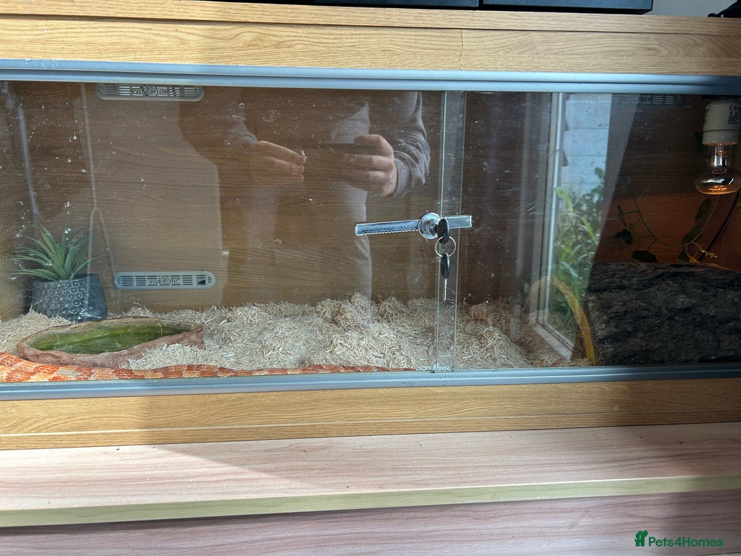 Corn Snake reptiles for sale: Male Corn Snake, comes with enclosure  - Image 5