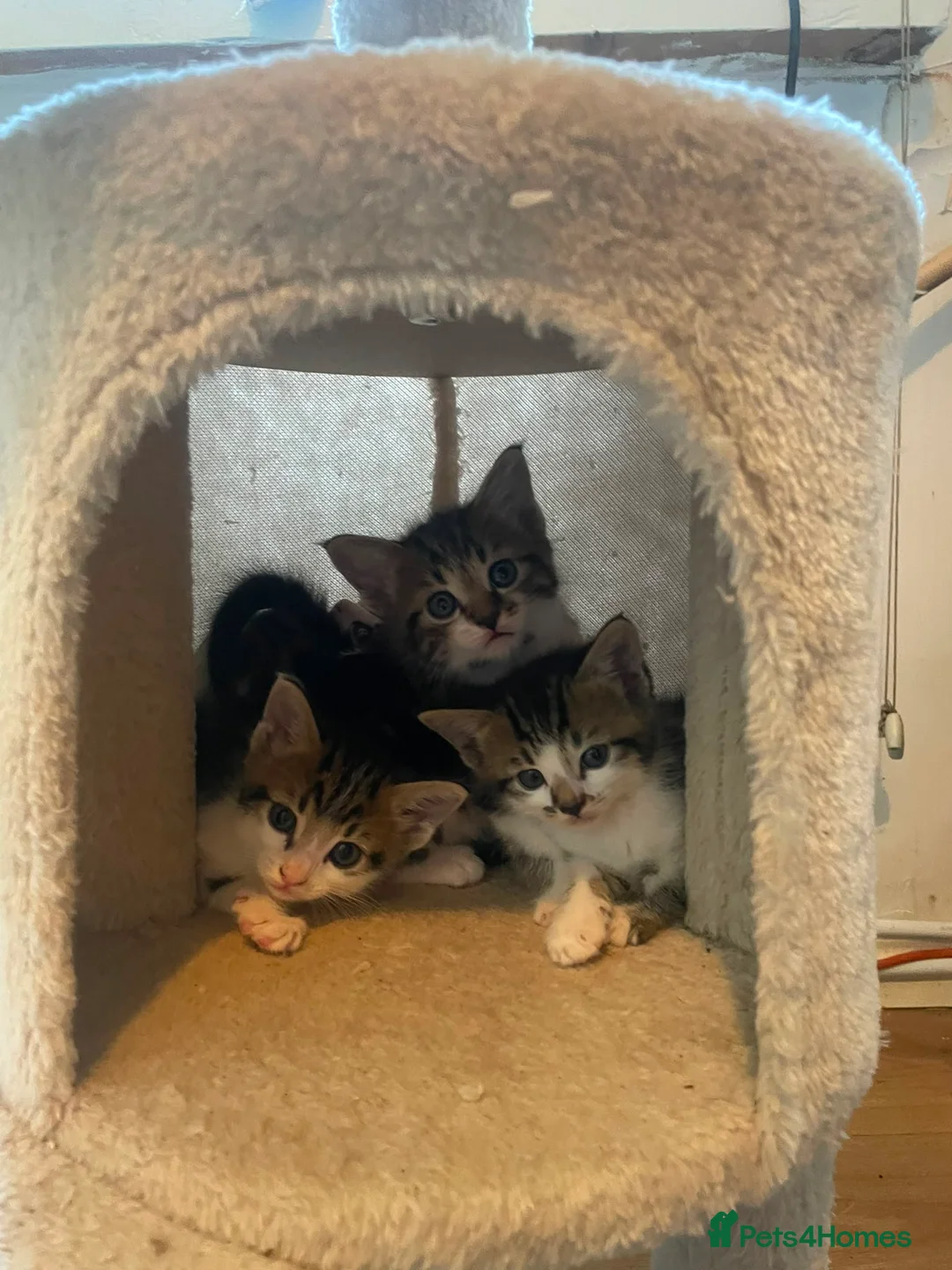 Mixed Breed cats for sale: 7 kitten  in Sheerness - Advert 2