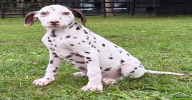 Dalmatian dogs - Advert 15
