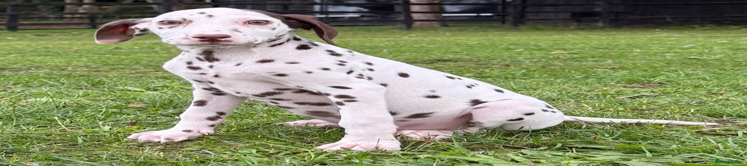 Liver spot girl 