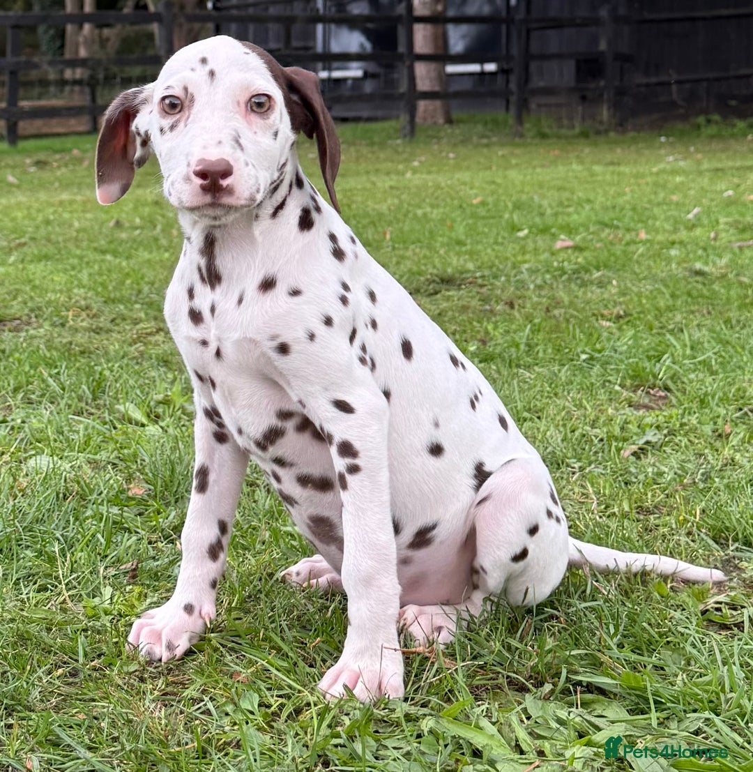 Dalmatian dogs for sale: Dalmation puppues - Image 3