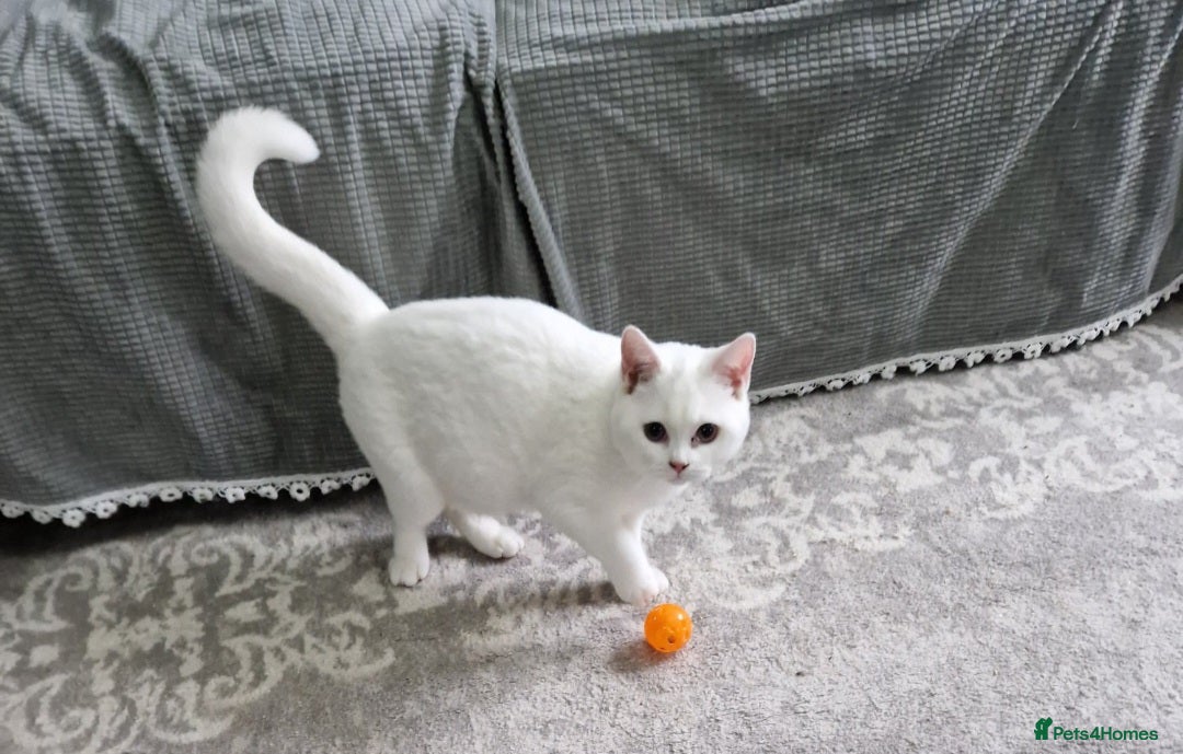 British Shorthair cats for sale: Stunning White GCCF reg British Shorthairs - Advert 4