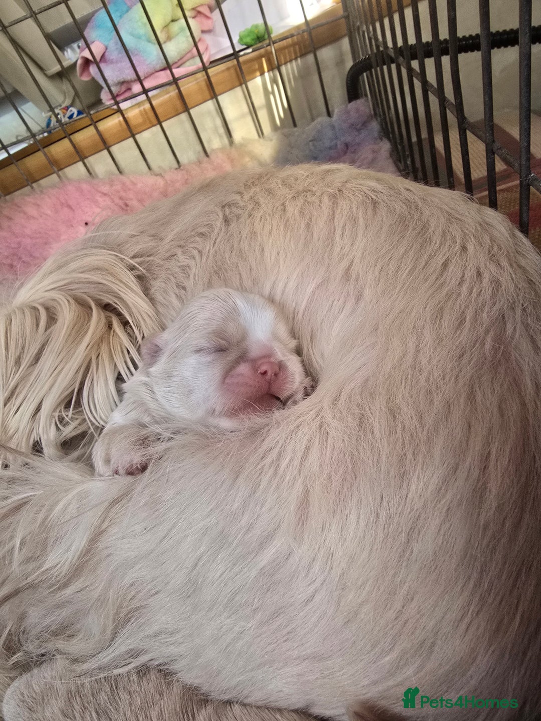 Shih Tzu dogs for sale: Gorgeous Imperial boy looking for his new family - Advert 2