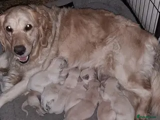 Golden Retriever dogs beautiful Cream golden retrievers - Advert 1