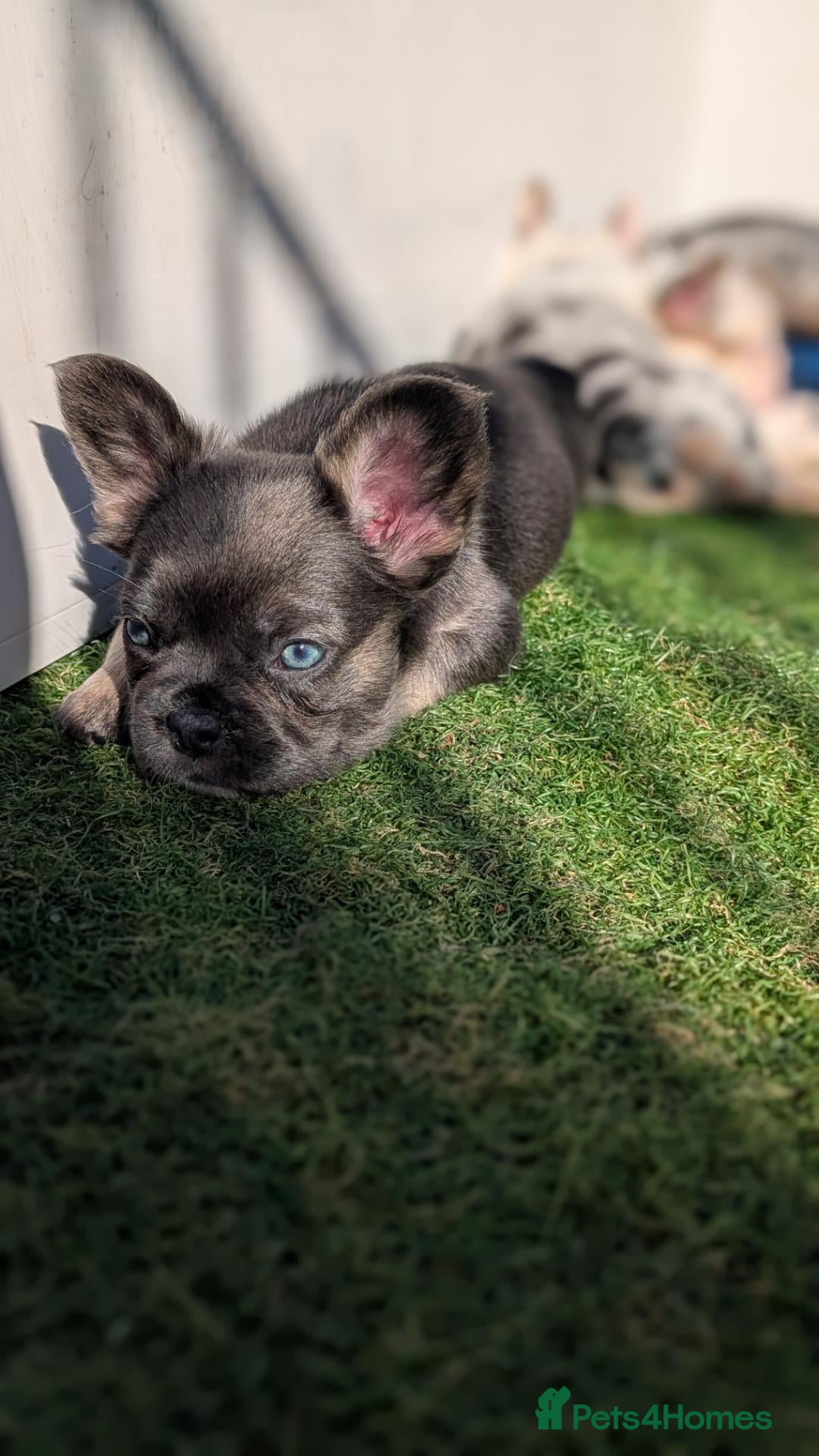 French Bulldog dogs Ready to leave now Visual Fluffy blue/lilac tri F - Advert 2